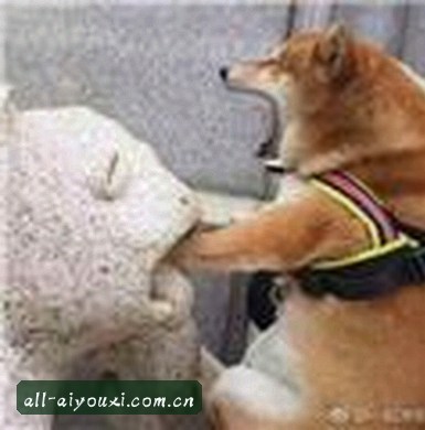 陈飞